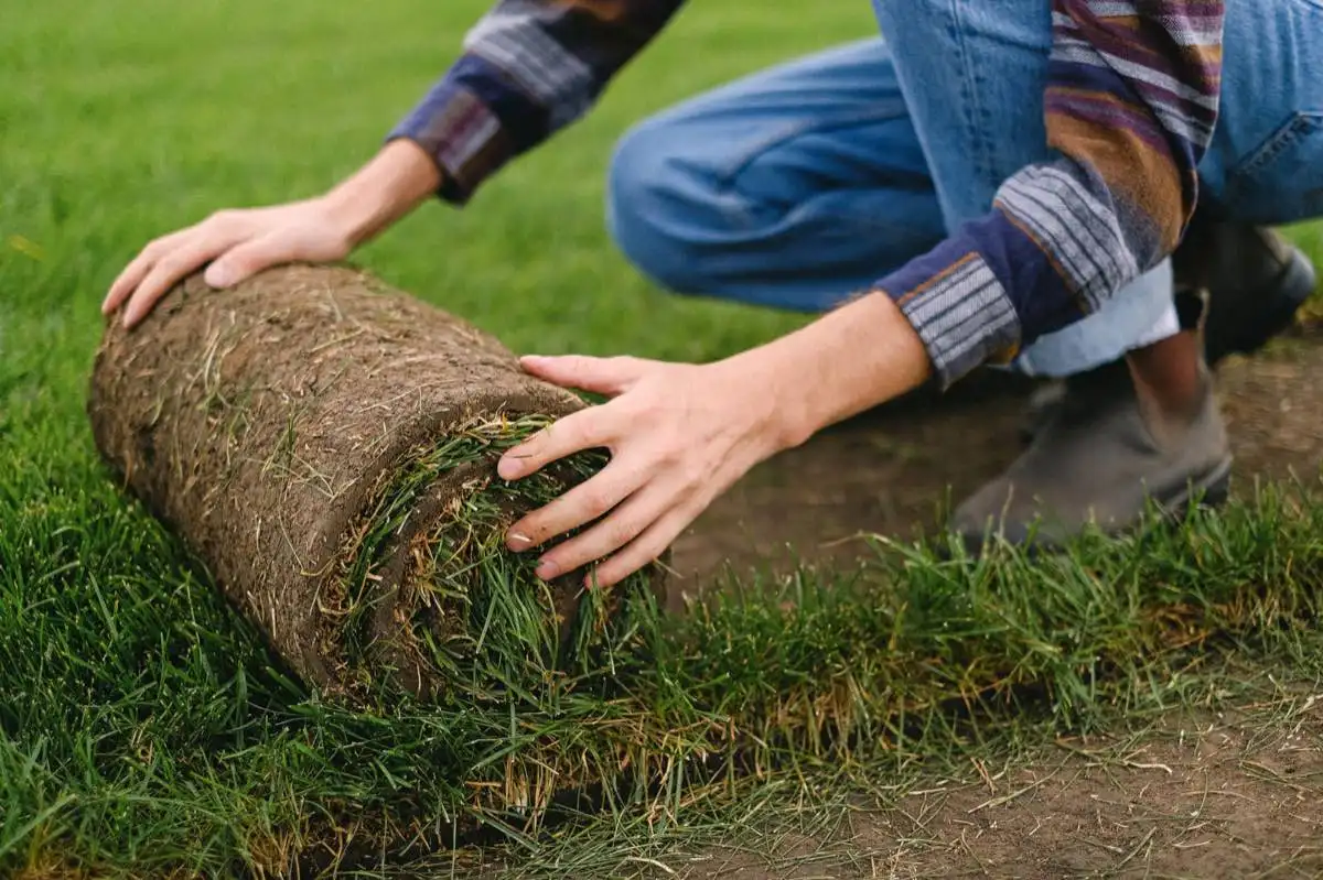 Seashore Paspalum Sod in Brownsville, TX